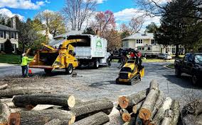 How Our Tree Care Process Works  in  Julian, CA