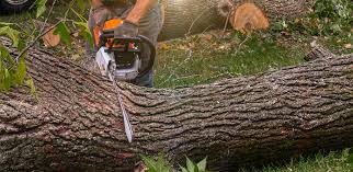 Best Artificial Turf Installation  in Julian, CA