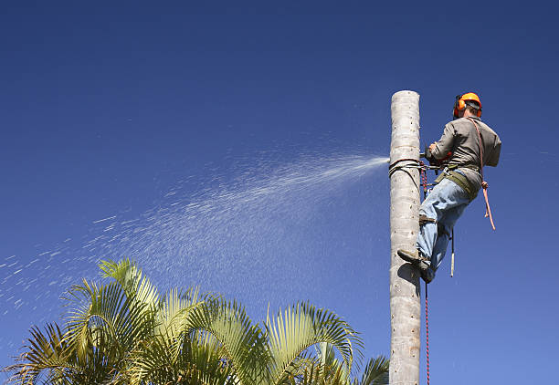 Best Soil Testing and Treatment  in Julian, CA