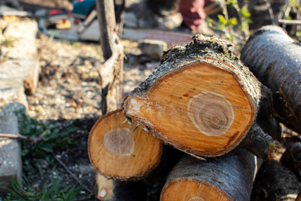 Best Tree Removal  in Julian, CA