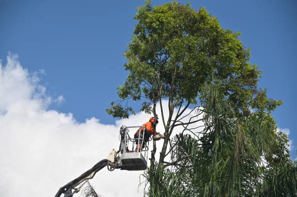 Tree and Shrub Care in Julian, CA