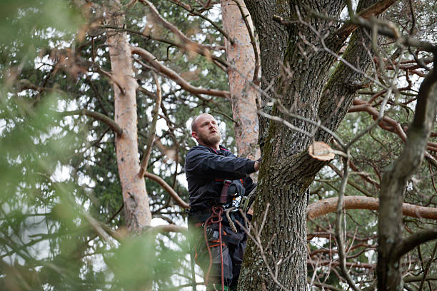 Best Tree Mulching  in Julian, CA