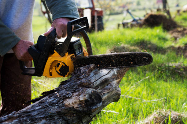 Best Tree Risk Assessment  in Julian, CA