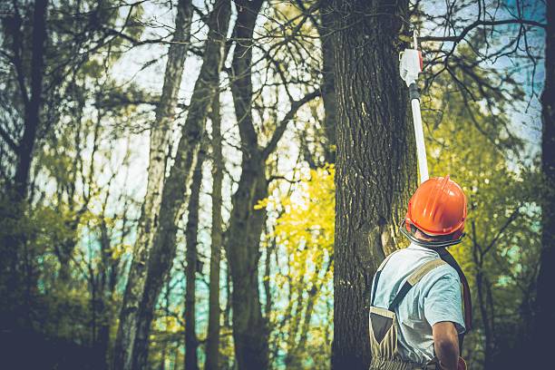 Best Root Management and Removal  in Julian, CA