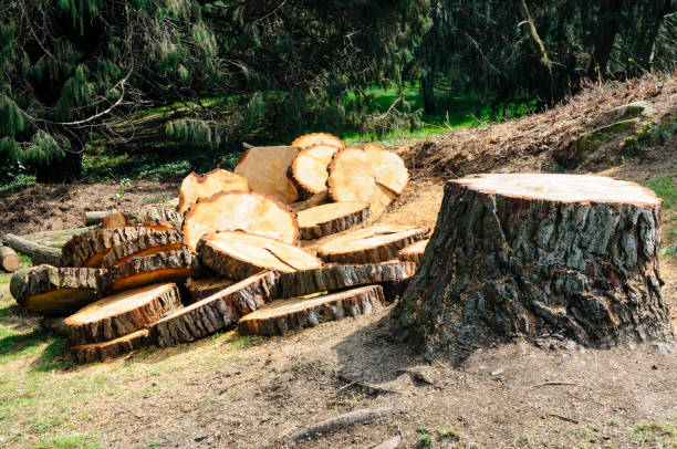 Best Storm Damage Tree Cleanup  in Julian, CA